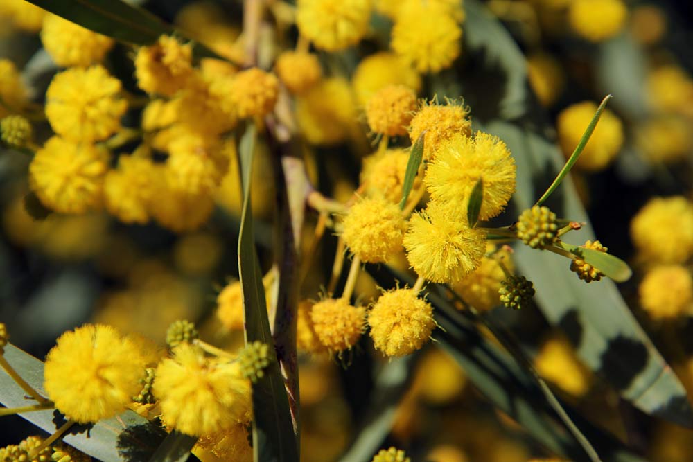 Image of Acacia saligna specimen.