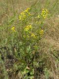 Senecio paucifolius