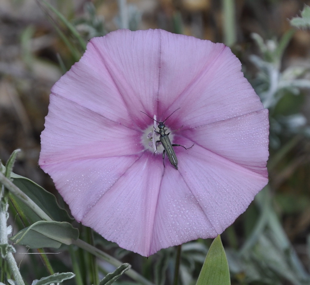 Изображение особи Convolvulus althaeoides ssp. tenuissimus.