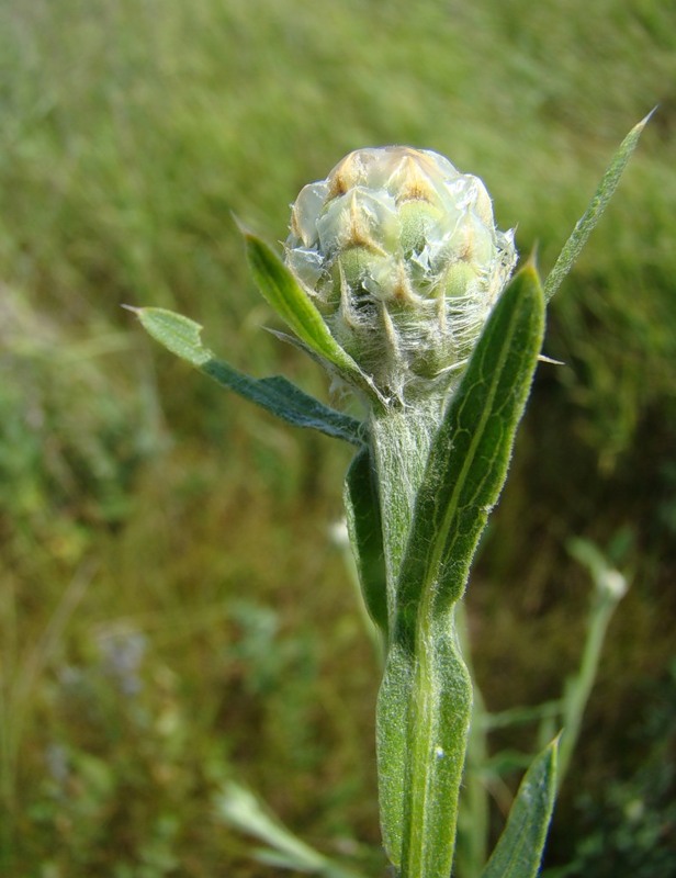 Изображение особи Chartolepis intermedia.