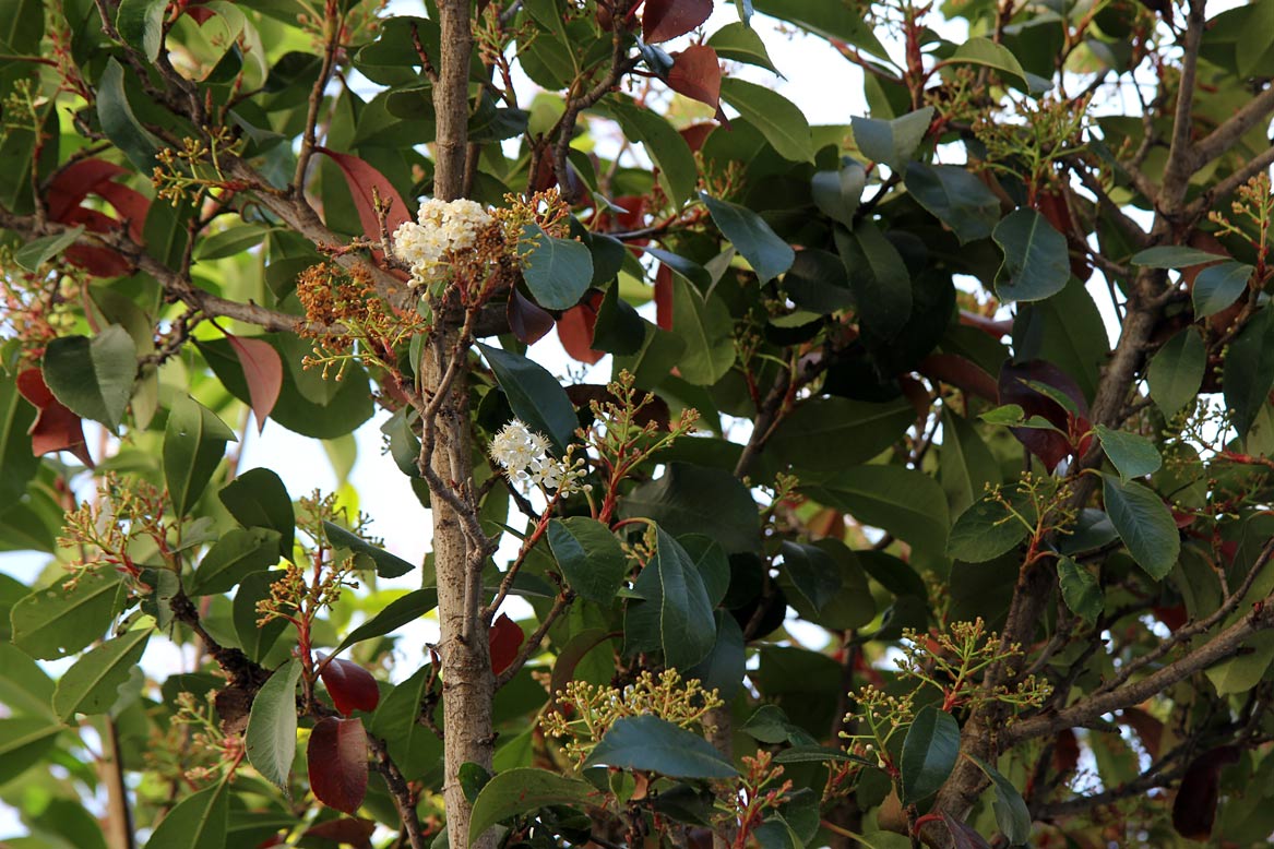 Изображение особи Photinia &times; fraseri.