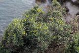 Anthyllis hermanniae. Цветущее растение. Греция, п-ов Пелопоннес, окр. г. Катаколо. 22.04.2014.