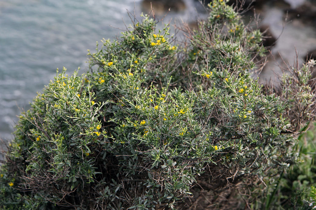 Image of Anthyllis hermanniae specimen.