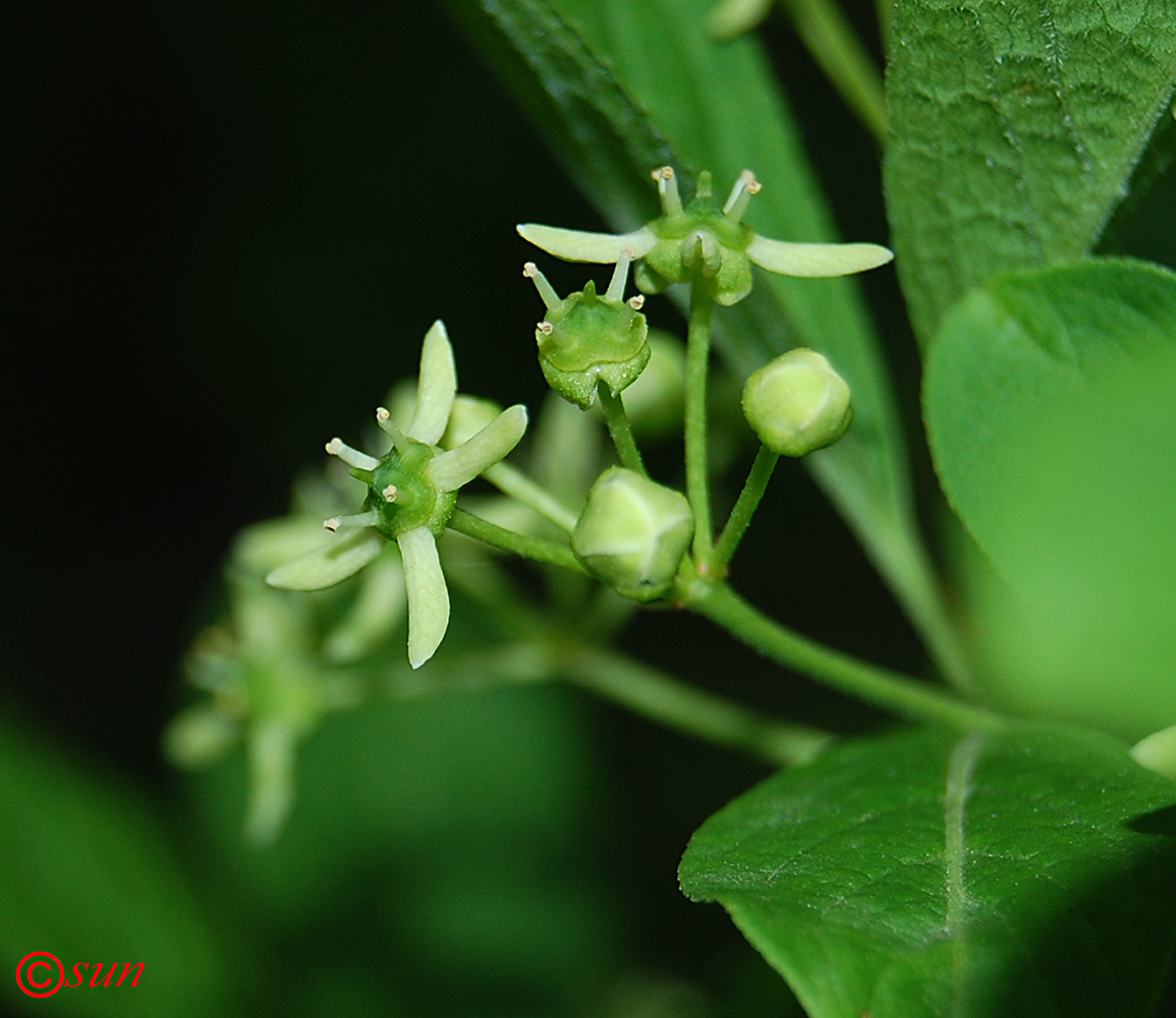 Image of Euonymus europaeus specimen.