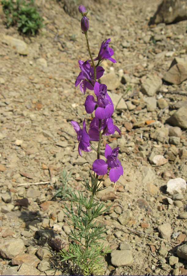 Image of Delphinium hispanicum specimen.