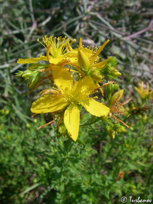 Image of Hypericum perforatum specimen.