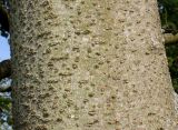 Idesia polycarpa. Средняя часть ствола. Германия, г. Дюссельдорф, Ботанический сад университета. 04.05.2014.