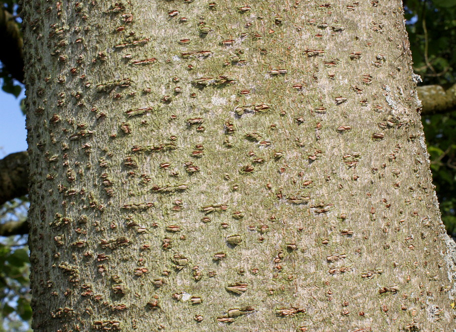Image of Idesia polycarpa specimen.