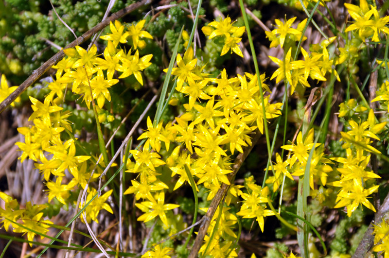 Изображение особи Sedum acre.