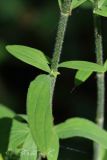 Hypericum hirsutum. Часть побега с листьями. Молдова, Каларашский р-н, лес возле с. Бравичи. 25.06.2014.