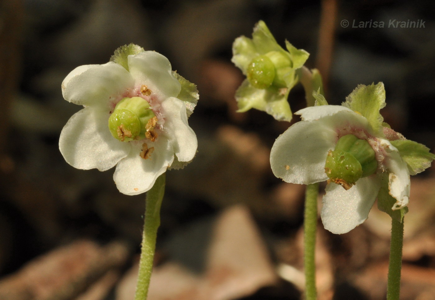 Изображение особи Chimaphila japonica.