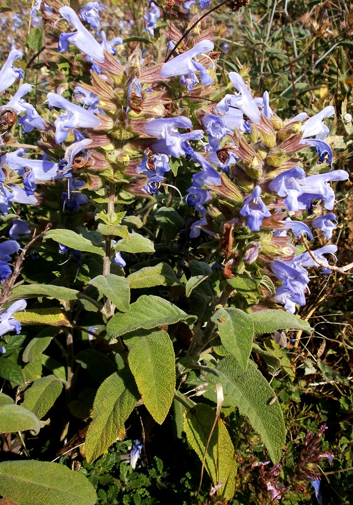 Изображение особи Salvia tomentosa.