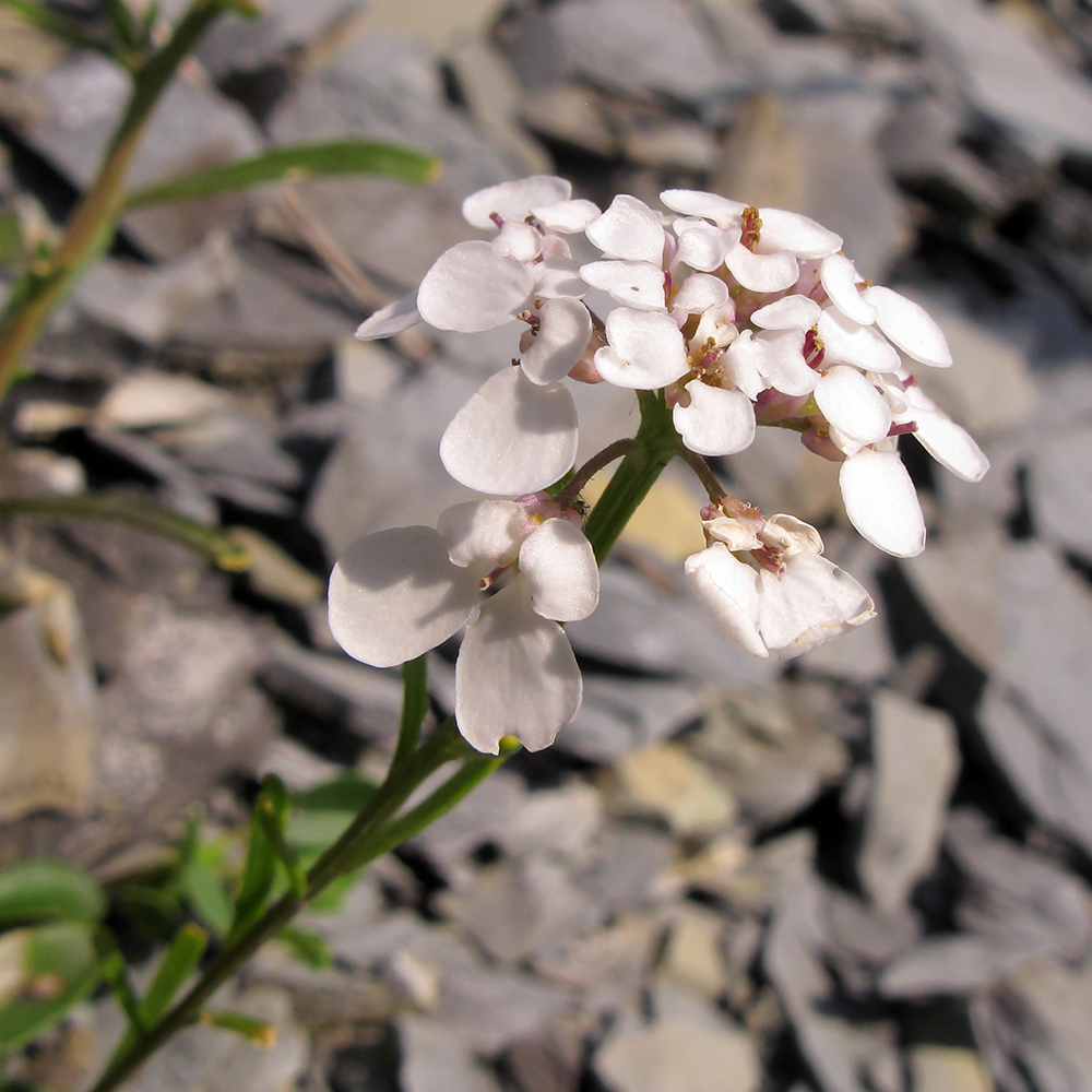 Image of Iberis simplex specimen.