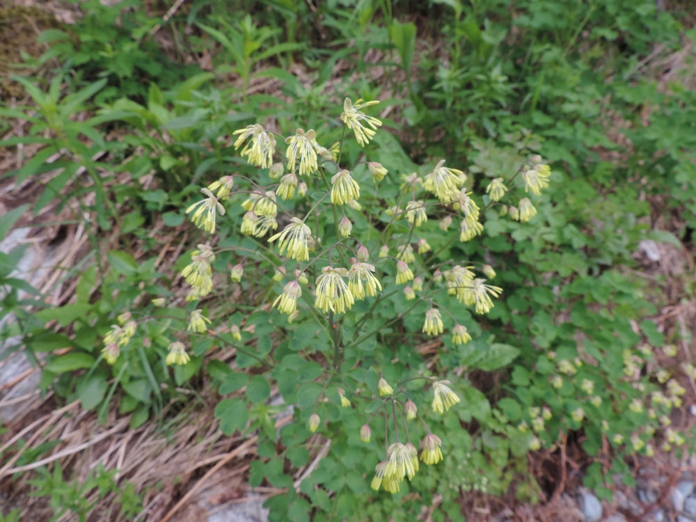 Image of Thalictrum kemense specimen.