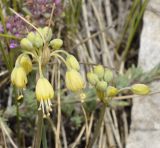 Allium flavum