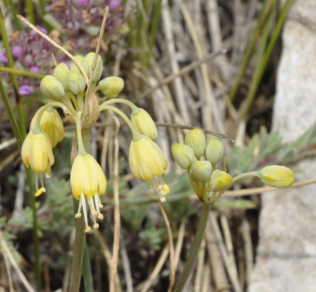 Image of Allium flavum specimen.