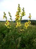 Verbascum marschallianum