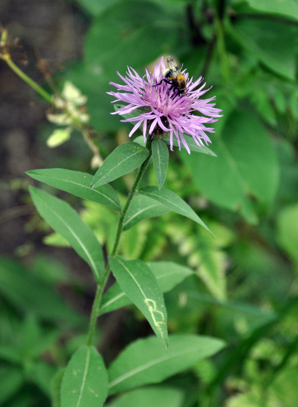 Image of Centaurea alutacea specimen.