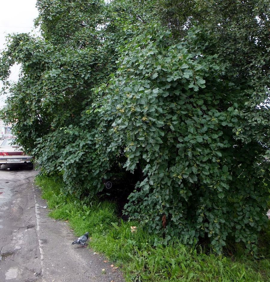 Изображение особи Crataegus sanguinea.