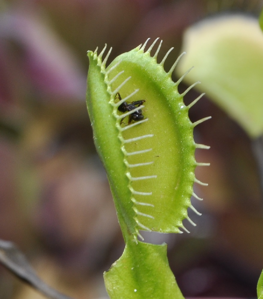 Image of Dionaea muscipula specimen.