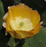 род Opuntia