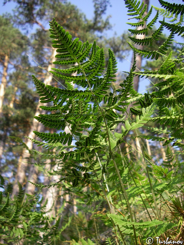 Image of Gymnocarpium robertianum specimen.