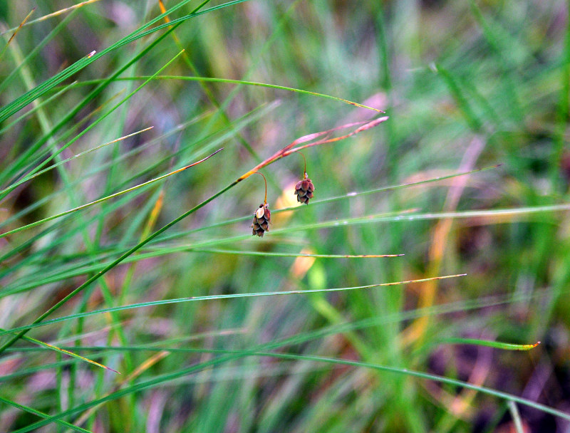 Image of Carex limosa specimen.