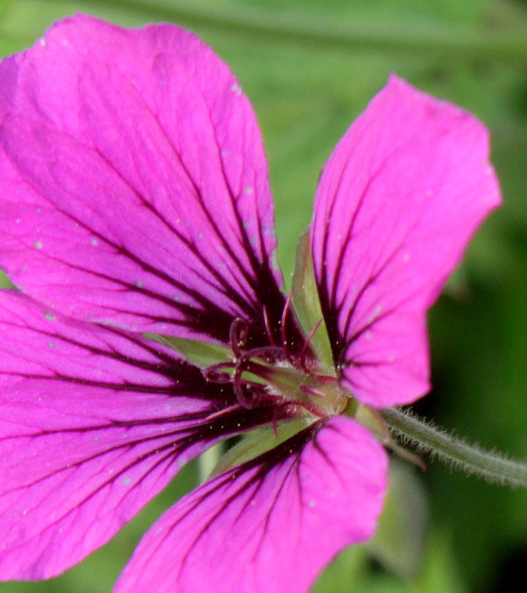 Изображение особи Geranium psilostemon.