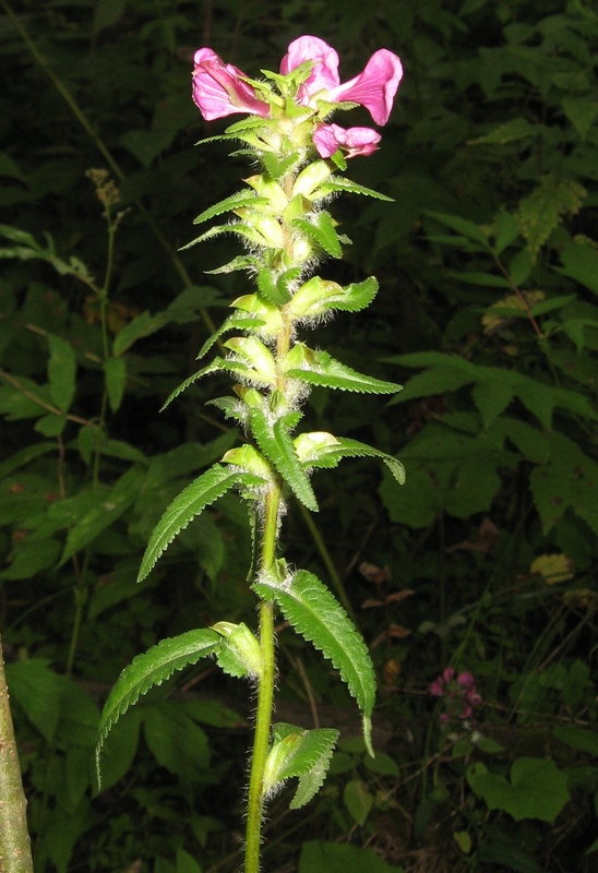 Изображение особи Pedicularis resupinata.