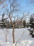 Sambucus kamtschatica. Растение в безлистном состоянии зимой. Камчатский край.
