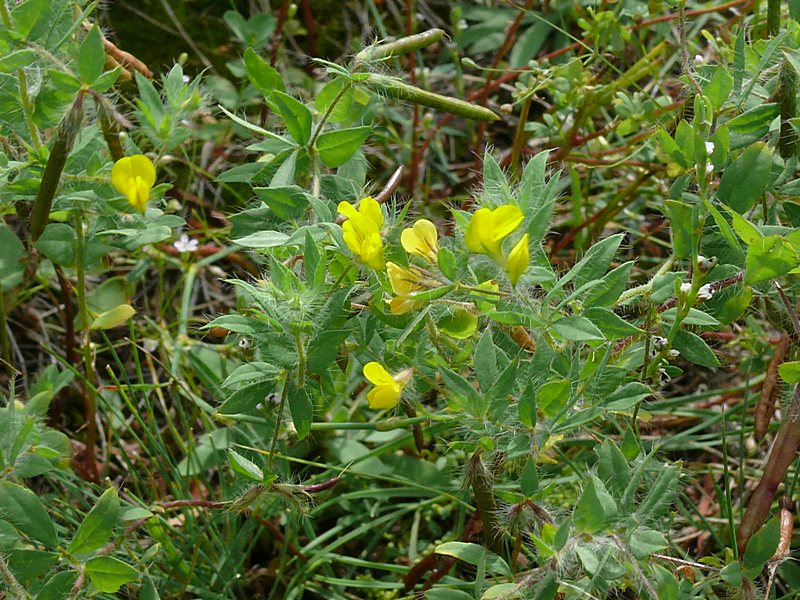 Image of Lotus praetermissus specimen.