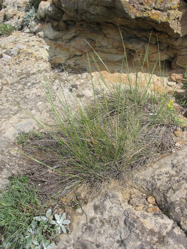 Изображение особи Stipa caucasica.