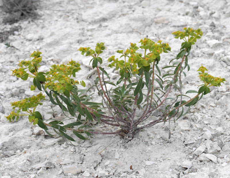 Image of Euphorbia volgensis specimen.