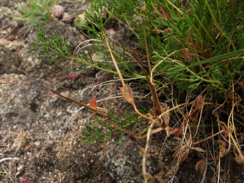 Image of Erodium tataricum specimen.