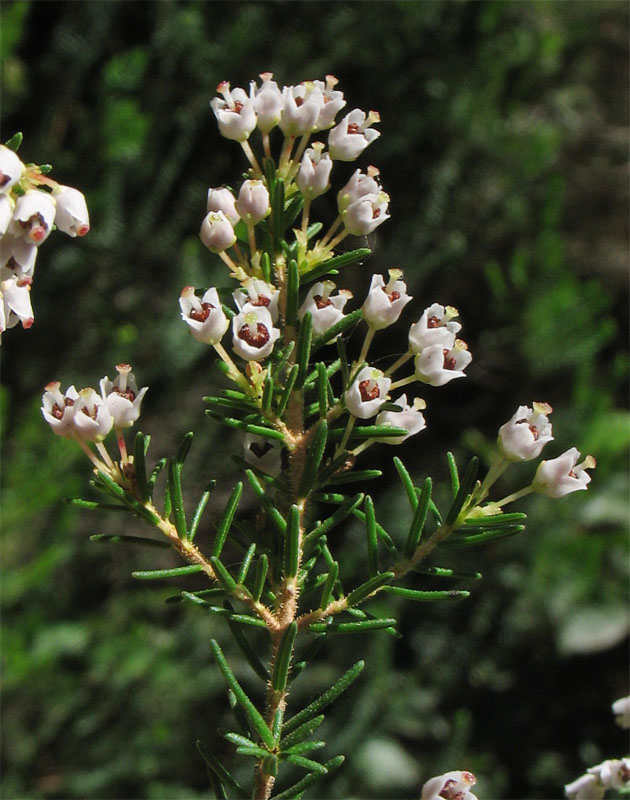 Image of Erica arborea specimen.