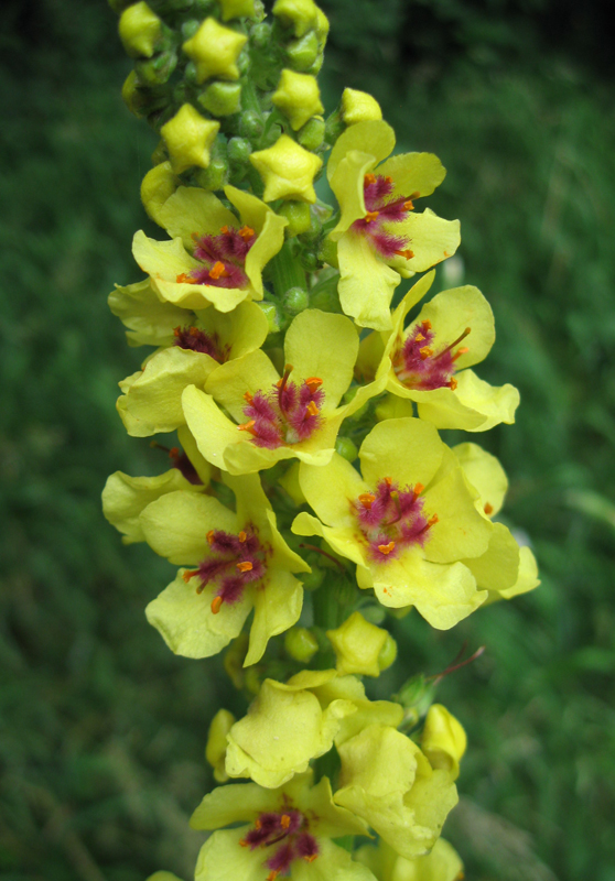 Image of Verbascum nigrum specimen.