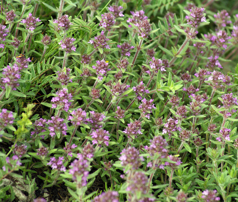 Изображение особи Thymus markhotensis.