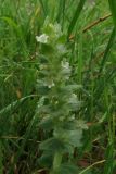 Ajuga orientalis