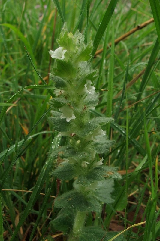 Image of Ajuga orientalis specimen.