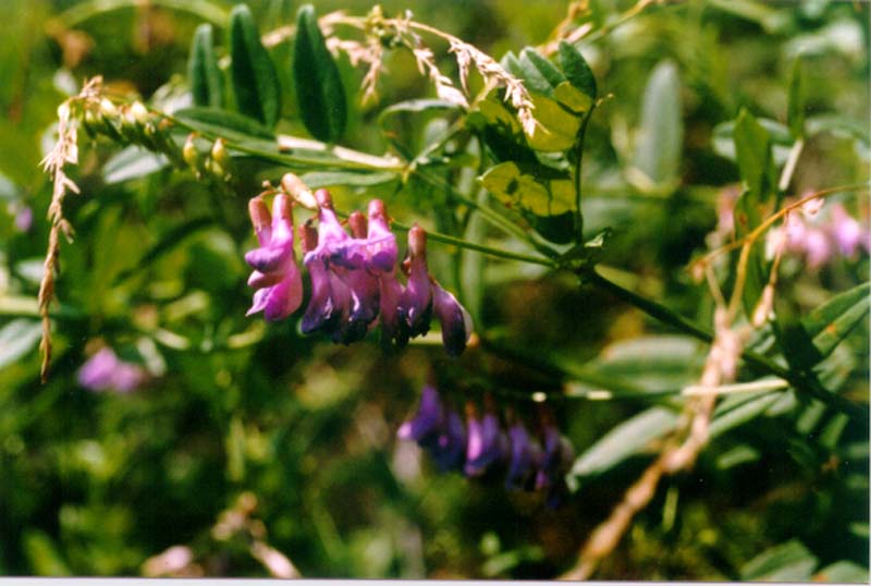 Image of Vicia amoena specimen.