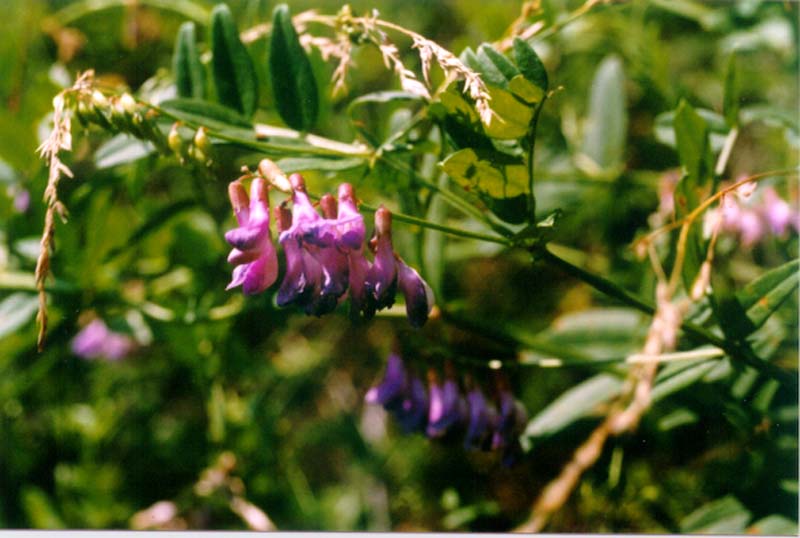 Изображение особи Vicia amoena.