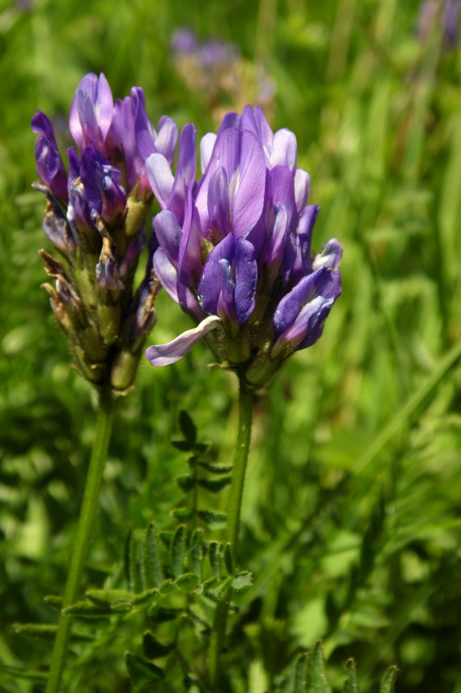 Изображение особи Astragalus danicus.