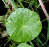 Hydrocotyle vulgaris