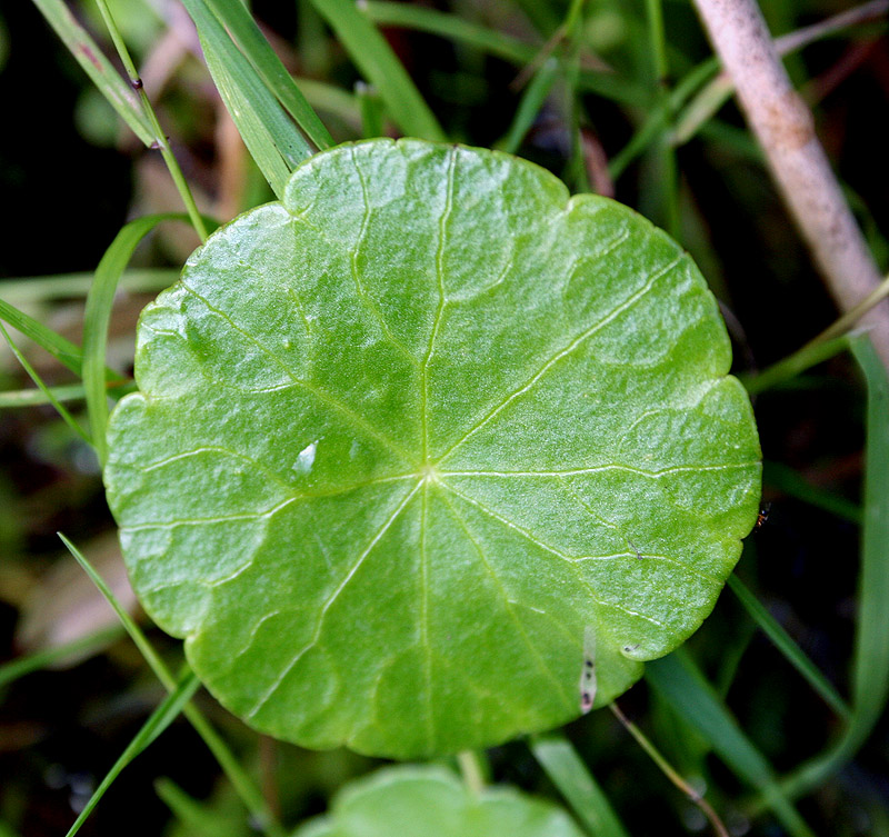 Изображение особи Hydrocotyle vulgaris.