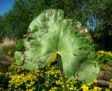 Caltha palustris