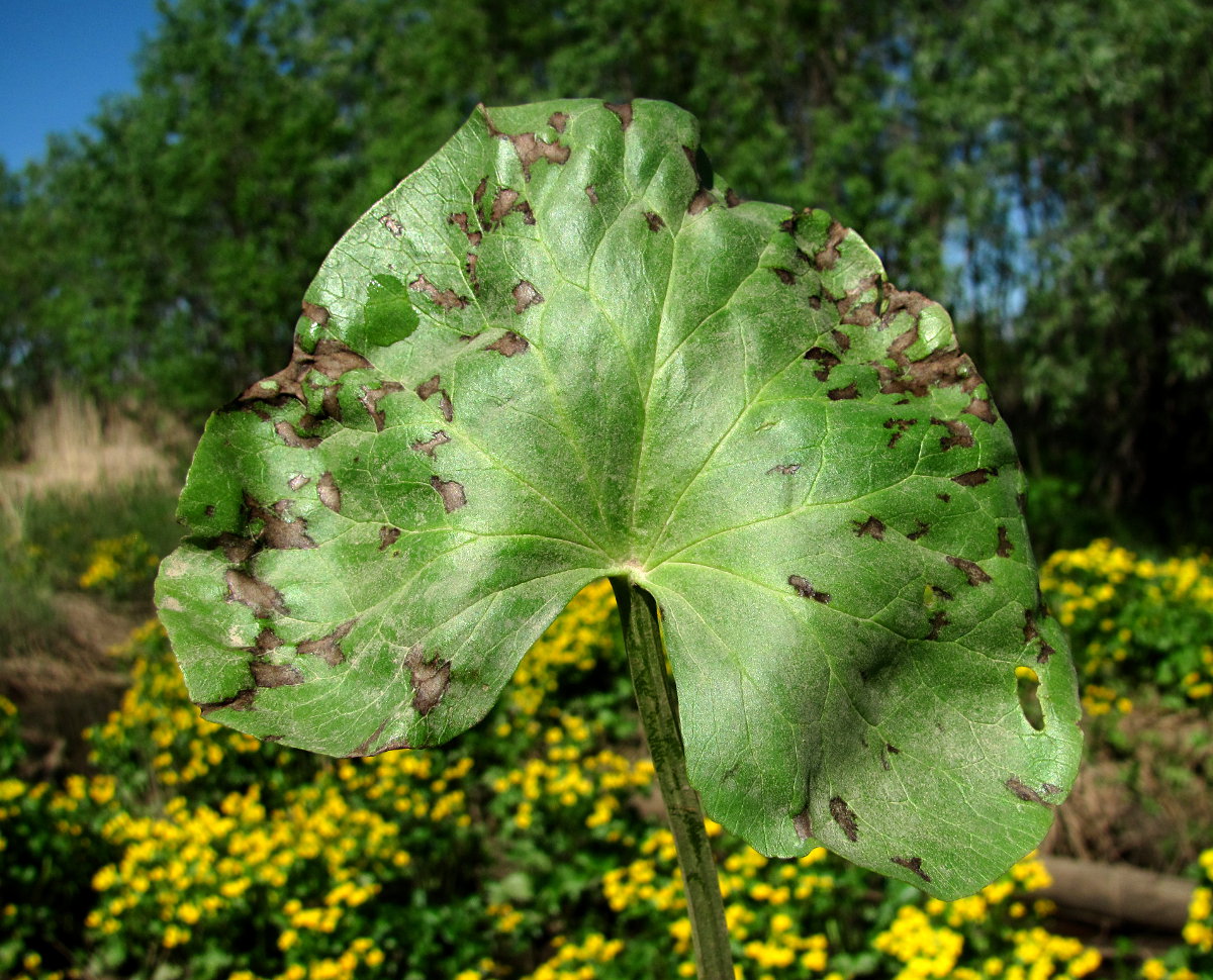 Изображение особи Caltha palustris.