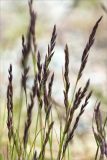 genus Festuca. Соцветия. Мурманская обл., Кольский р-н, окр. пос. Дальние Зеленцы, песчано-каменистый берег протоки между озером и губой Порчниха. 21.06.2015.