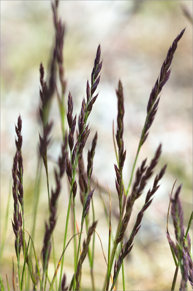 Изображение особи род Festuca.