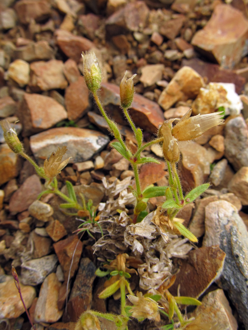 Изображение особи Cerastium aleuticum.