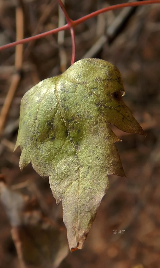 Image of Clematis vitalba specimen.